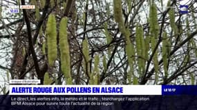 Allergie aux pollens: l'Alsace placée en alerte rouge