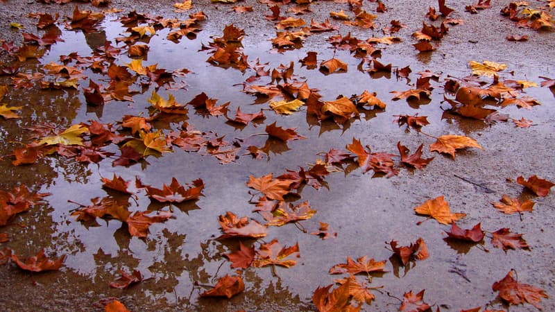 Des feuilles mortes au jardin des Tuileries, à Paris, le 18 novembre 2012