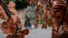 Un arbre aux feuilles brunes et séchées (Image d'illustration)