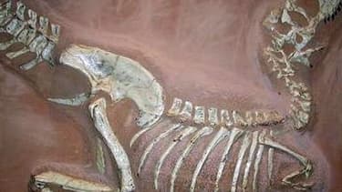 Image d'illustration d'un fossile de Tarbosaurus