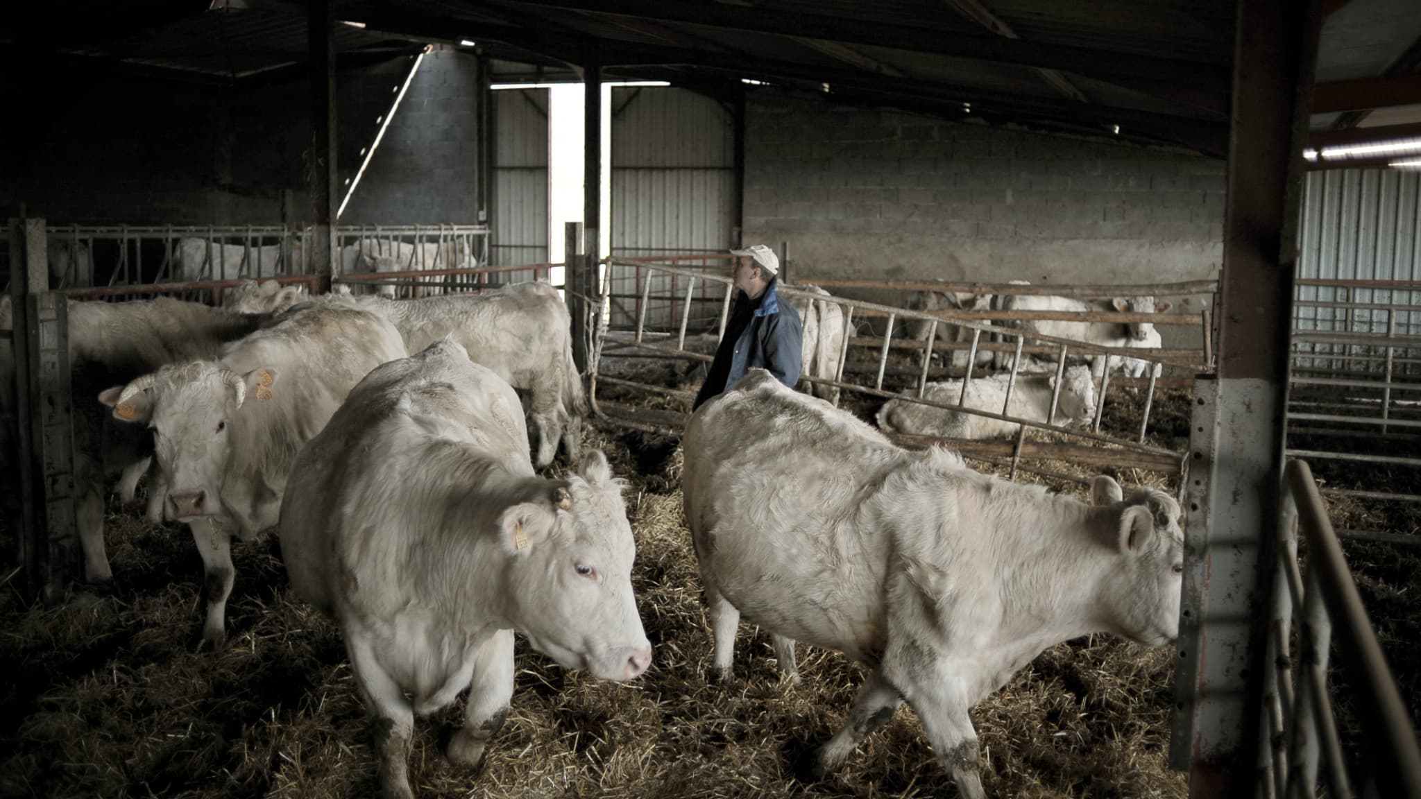 Un agriculteur de la Somme poursuivi pour avoir débuté son activité à 6 heures du matin