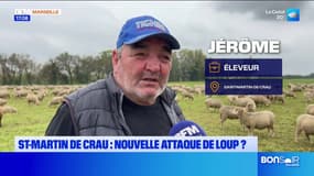 Saint-Martin-de-Crau: 17 brebis attaquées, les éleveurs inquiets