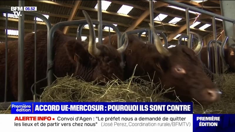 Accord UE-Mercosur: pourquoi les agriculteurs sont contre