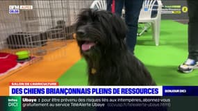 Hautes-Alpes: des chiens de Briançon sont présents au Salon de l'agriculture