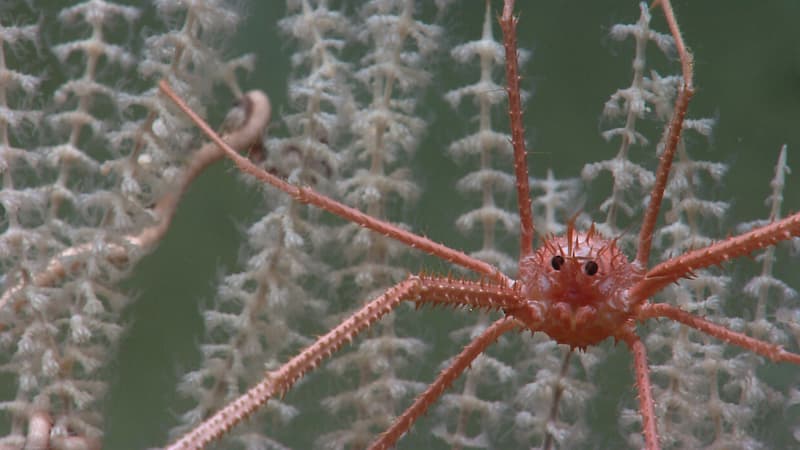 Un squat lobster, qui appartient en français à la famille des galathées.