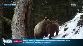 Des ours