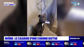 Rhône: la SPA sauve une chienne battue grâce à un signalement