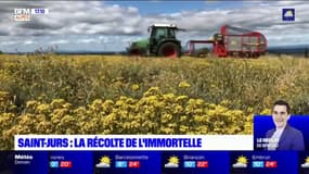 Saint-Jurs : la récolte de l'immortelle est lancée