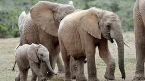Une tête d'éléphants d'Afrique marche dans le parc national Addo Elephant, en Afrique du Sud, le 15 novembre 2009.