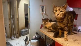Le couple vivait avec plus d'une centaine de chats dans un appartement de 80m2.