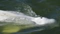 Le Beluga, cétacé long de quatre mètres, repéré mardi dans la Seine,le 5 août 2022