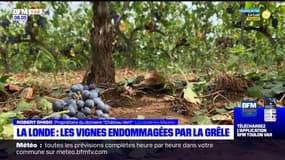 Intempéries dans le Var: les vignes endommagées par la grêle à quelques jours des vendanges