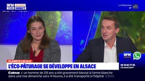 Alsace: qu'est-ce que l'éco-pâturage ? 