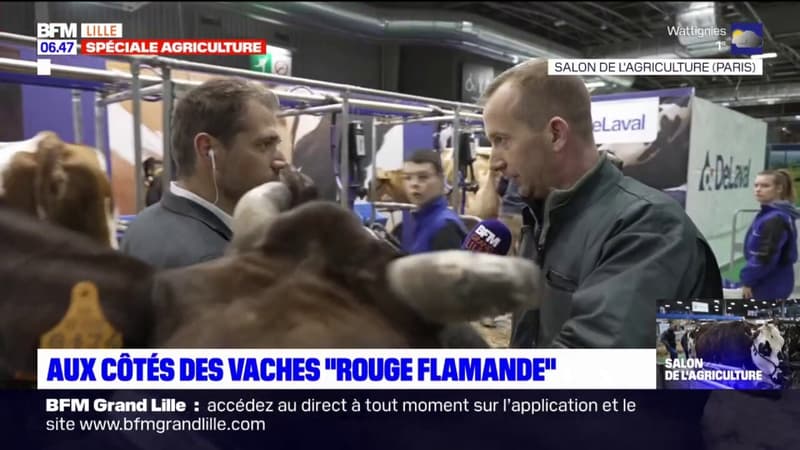 Salon de l'agriculture: aux côtés des vaches "rouge flamande"