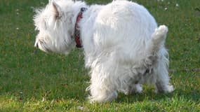 Un chien faisant ses besojns dans un parc à Lille (photo d'illustration). 