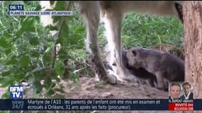 Cinq louveteaux arctiques ont vu le jour à Nantes