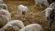 Des agneaux dans une bergerie près de Sisteron, le 30 janvier 2023 dans le sud-est de la France, 