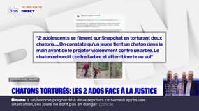 Chatons torturés dans l'Eure: les deux adolescents jugés en septembre