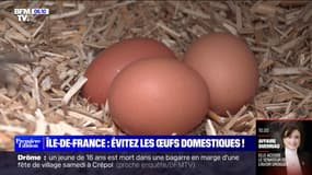 L'ARS d'Île-de-France recommande de ne pas manger les œufs des poulaillers domestiques