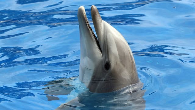 Un dauphin - Image d'illustration