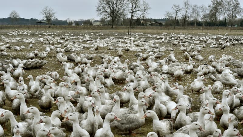 Une façon radicale d'éradiquer la grippe aviaire