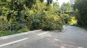 Un arbre est tombé, en début de semaine, sur le chemin de Charbonnière, endommageant dans sa chute des éléments de circulation et la voirie.