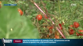 "Ouf, un p’tit peu de fraîcheur", les agriculteurs se réjouissent du retour de la pluie
