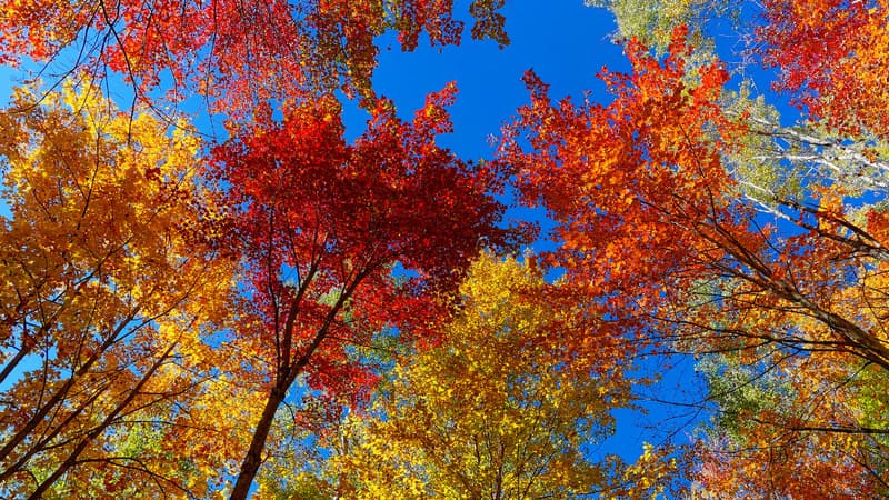 Des arbres à l'automne (illustration)
