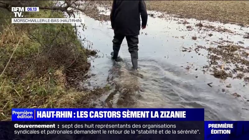 Haut-Rhin: les castors sèment la zizanie