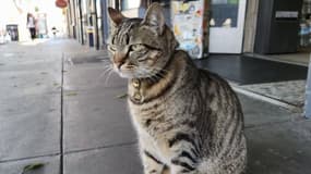 KitKat, le chat tué par une voiture autonome Waymo. 