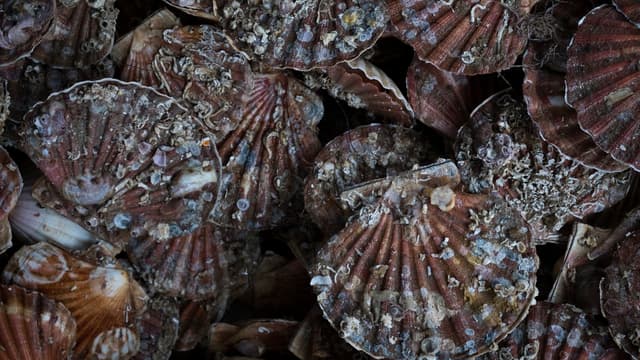 Des pavé à base de coquilles saint-Jacques