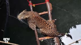 En Inde, Ils ont réussi à sauver ce léopard tombé dans un puits