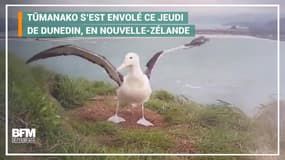 Filmé depuis 8 mois, ce jeune albatros a désormais pris son envol