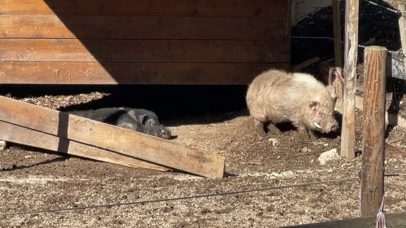 Allauch: des bénévoles mobilisés pour sauver dix cochons abandonnés par leur ancienne propriétaire