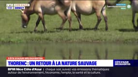 Côte d'Azur Découvertes du jeudi 01 décembre 2022 - Un retour à la nature sauvage à Thorenc