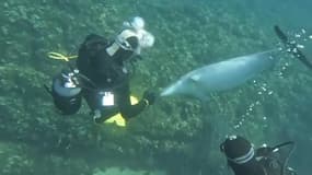 Des plongeurs ont rencontré un dauphin au large de Sainte-Maxime.