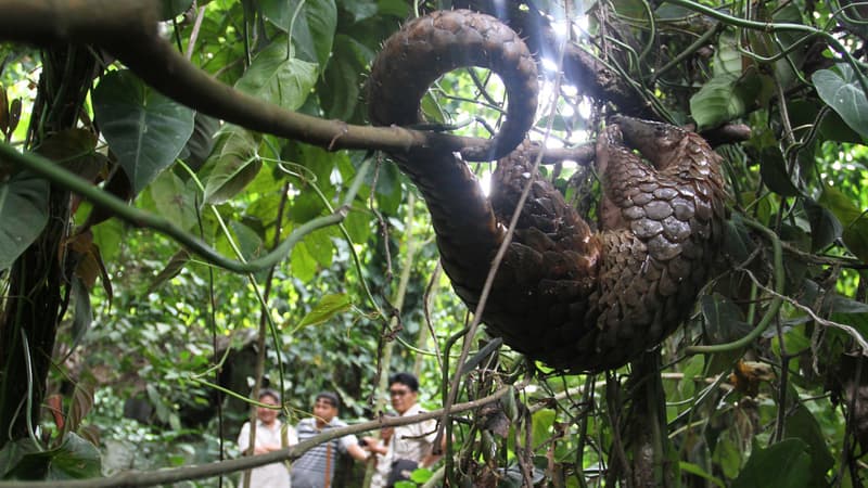 Un pangolin relâché dans la nature en Indonésie en 2012