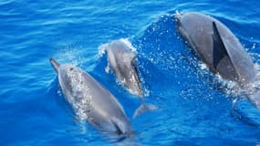 Une famille de dauphin (Photo d'illustration)