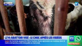 Saint-Romain-de-Popey: le choc après les vidéos diffusées par L214 dans un abattoir de la commune