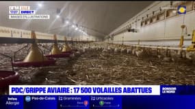 Pas-de-Calais: un foyer de grippe aviaire découvert, 17.500 volailles abattues