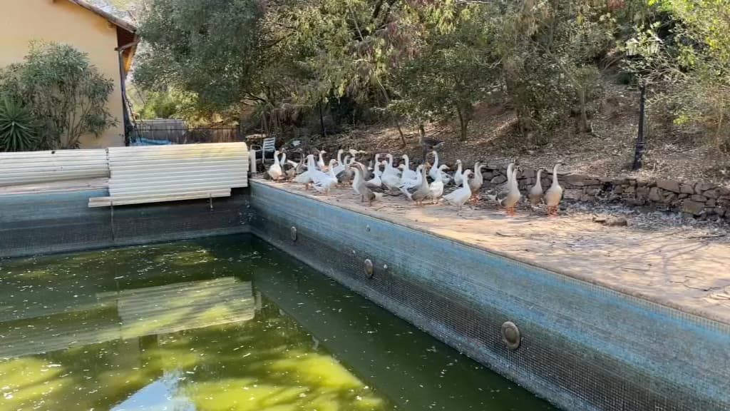 Saint-Raphaël: les oies ont troqués l'étang desséché contre la piscine. Saint-Raphaël: les oies ont troqués l'étang desséché contre la piscine.