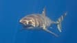 Un requin blanc (Photo d'illustration).