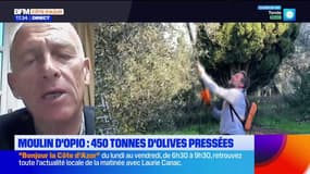 Moulin d'Opio: 450 tonnes d'olives pressées pour la première production depuis sa reprise