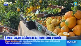 Menton: la fête du citron prête à être célébrée, les producteurs de citrons 