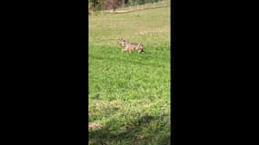 DOCUMENT BFM DICI. Un loup filmé près de Château-Garnier
