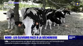 Nord: les éleveurs face à la sécheresse