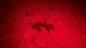 Les premiers bébés tortues ont quitté le nid de la plage de l'Almanarre début octobre, après 75 jours d'incubation, soit une vingtaine de jours de plus que la moyenne pour cette espèce.
