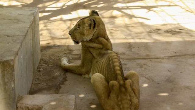 Une lionne malade et mal nourrie dans sa cage au Parc zoologique de al-Qureshi, à Khartoum, au Soudan, le 19 janvier 2020