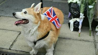 Un corgi près du consulat britannique à Hong Kong, Le 12 septembre 2022