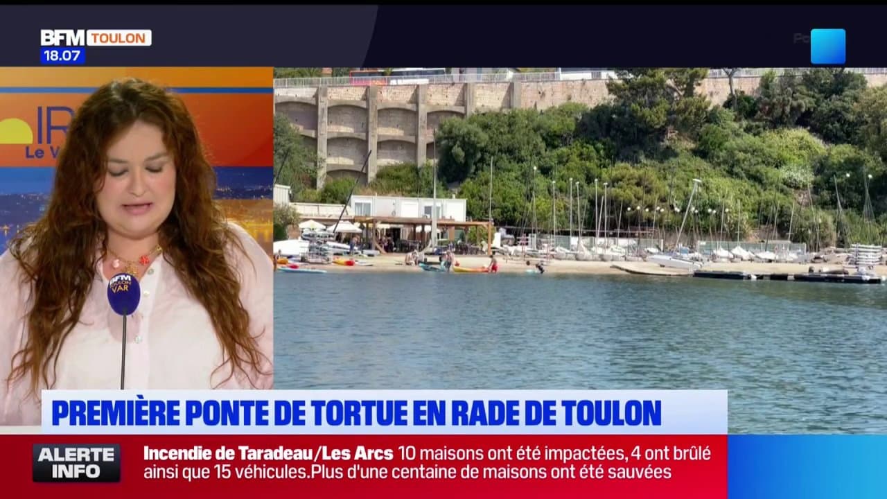 Première ponte de tortue en rade de Toulon